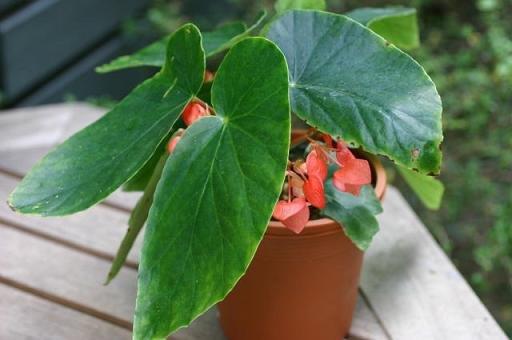 B. ‘Iwaiaka’